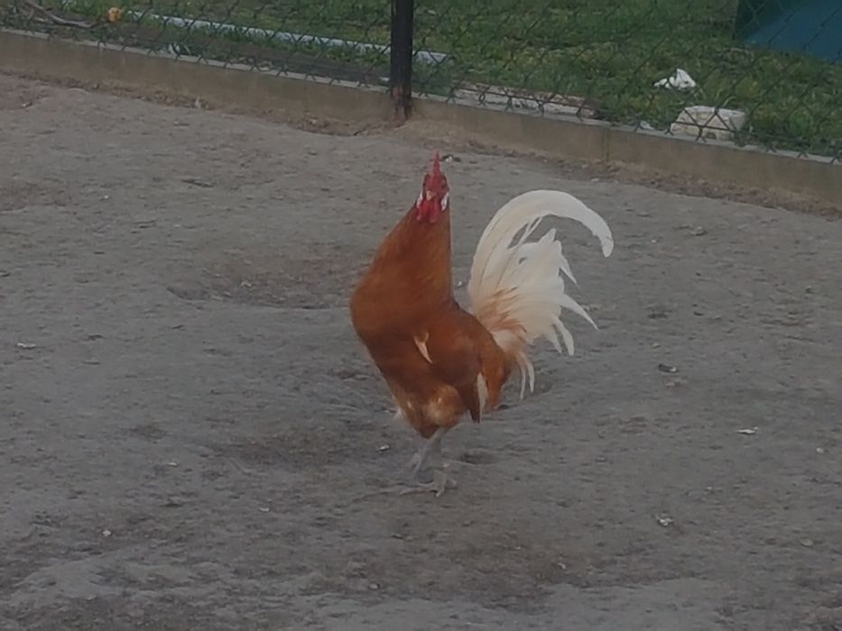sprzedam kury fryzyjskie