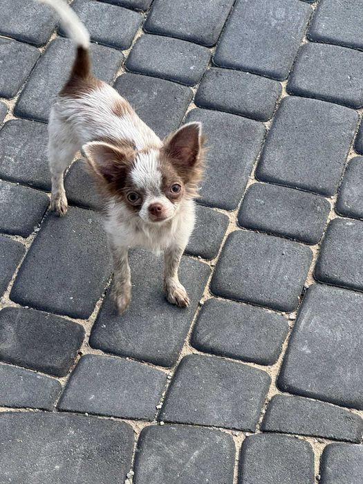 Suczka chiuhuahua długowłosa