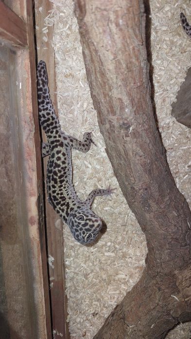 gekony lamparcie