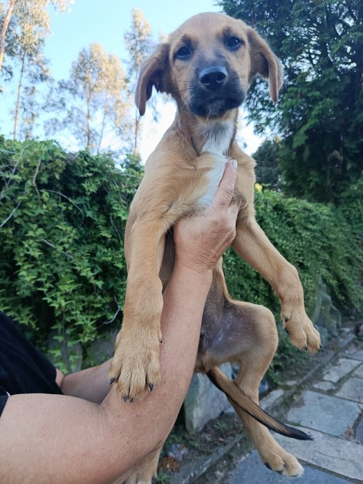 Cães bebés para adoção responsável