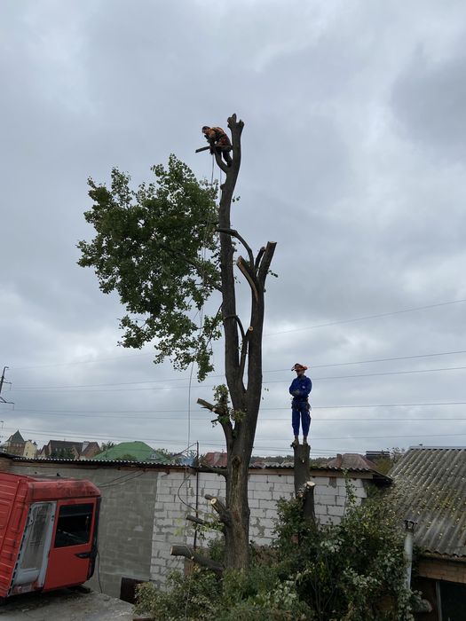 Обрізка порізка валка зріз видалення аварійних дерев по частинах