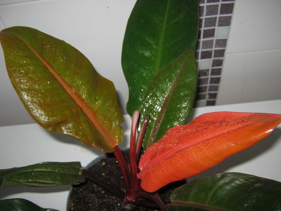 Филодендрон пинк принцесс марбл вайт принцесс империал ред детки от100