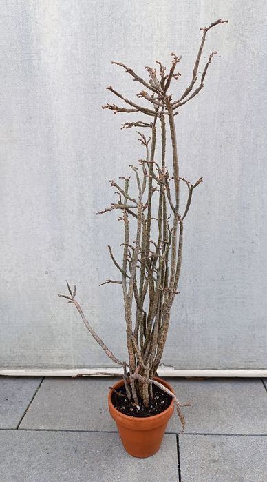 Euphorbia platyclada sukulent