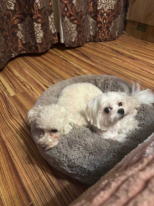 Продам щенят Мальтіпу