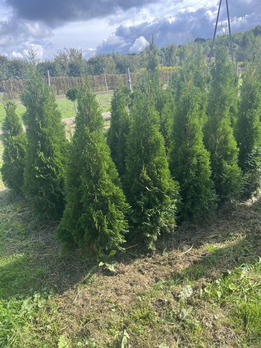 Tuje Szmaragd 100-220 cm