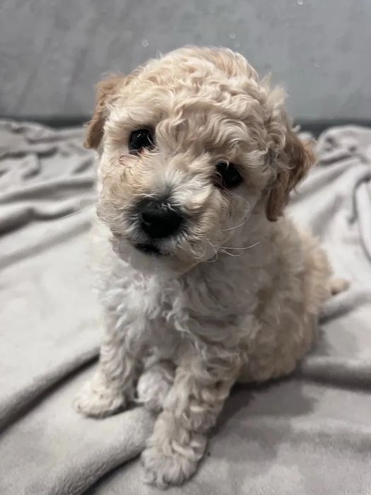 Мальтипу Дніпро! Чистокровний від титулованих батьків