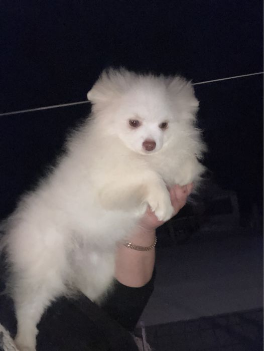 Помераночка підрощена 4.5 місяці