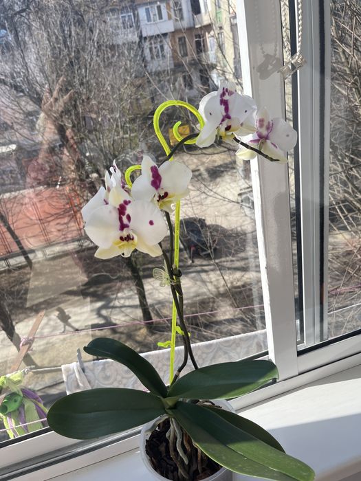 Орхідея біла з фіолетовим