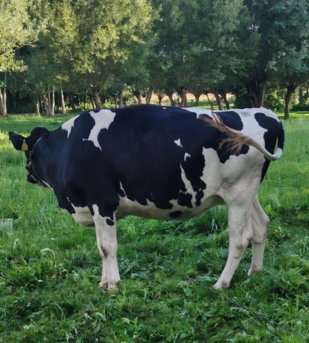 Sprzedam jałówkę wysokocielną