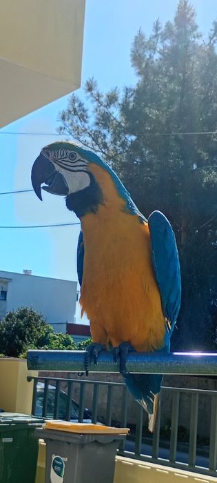 Arara amarela e azul