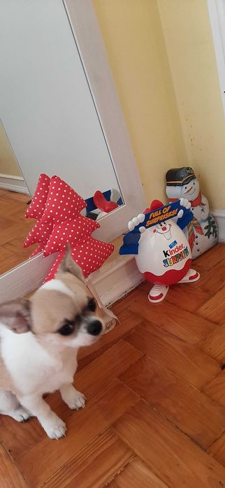 Chihuahua macho miniatura, pedegree