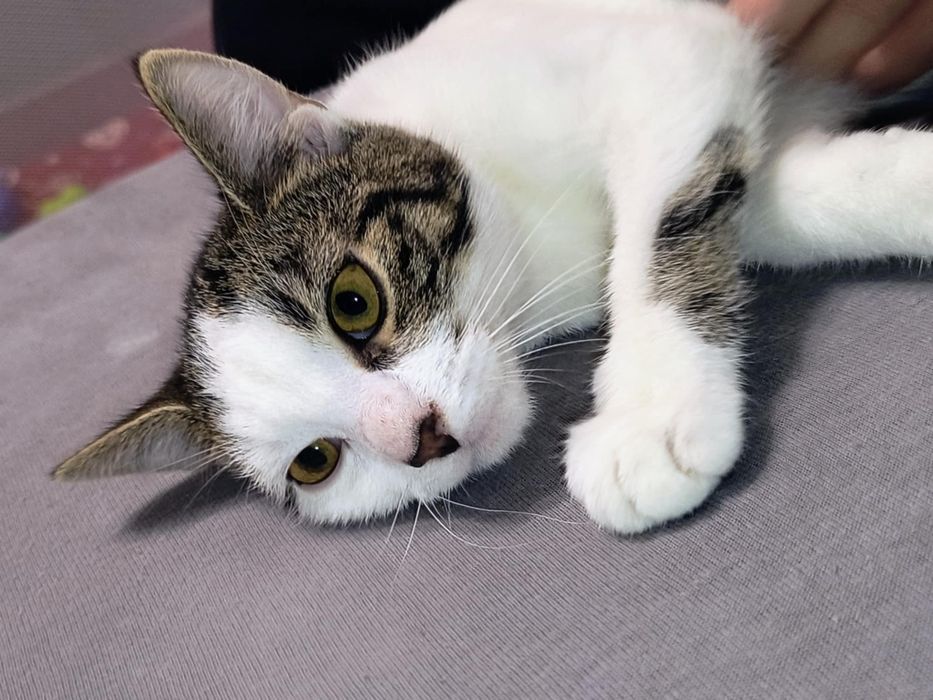 Kotka za darmo do oddania