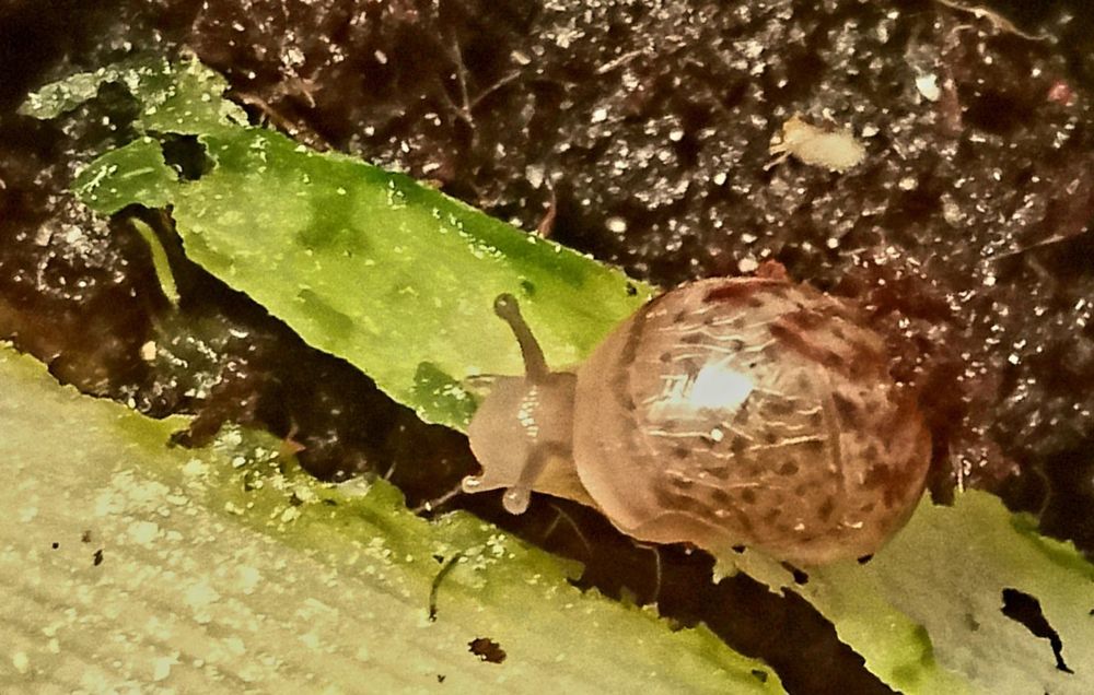 Продам Ахатинов.