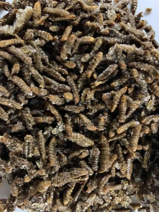 Личинка чорної львинки свіже морожена