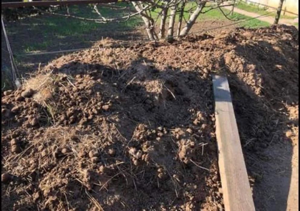 Dou estrume de cavalo