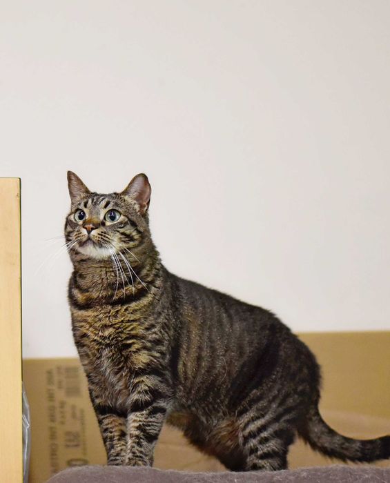 Кошка Кими ищет дом