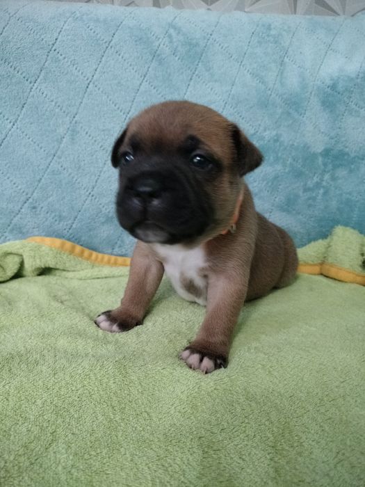 Cudna dziewczynka Staffik Staffordshire