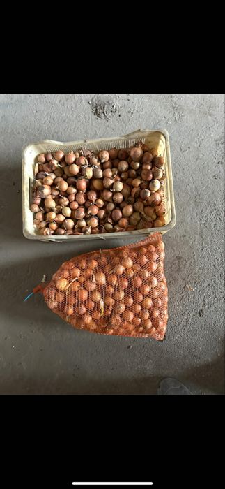 Cebula ba wysadkę, szczypior