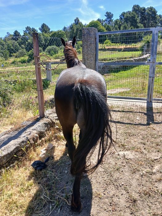 Vendo cavalo manso