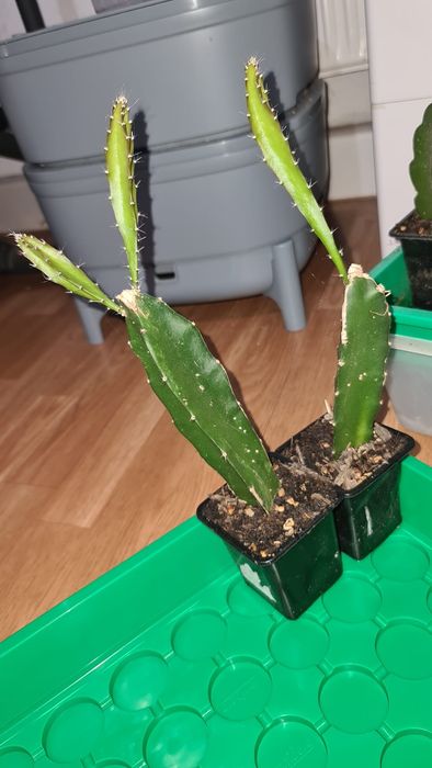 Galho de planta pitaya (dragonfruit) do Brasil