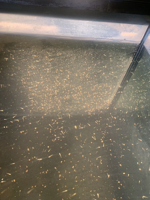 Dafnias vivas - alimento vivo para peixes