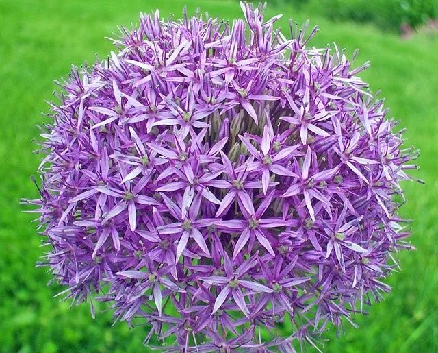 Флокс шиловидний