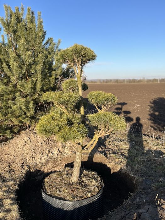 Сосна нівакі крупномір