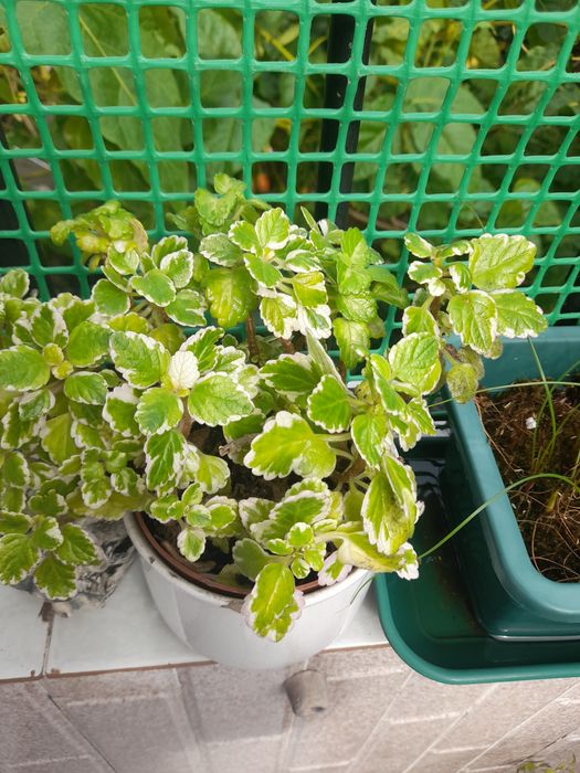 plantas  variadas