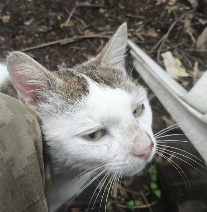 Отдам кота в хорошие руки
