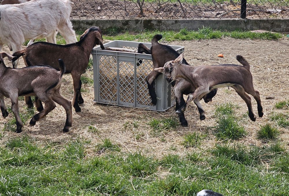 Kozy anglonubijskie/koziołki