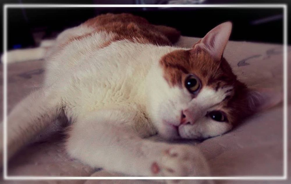 Adoção Responsável  Gato