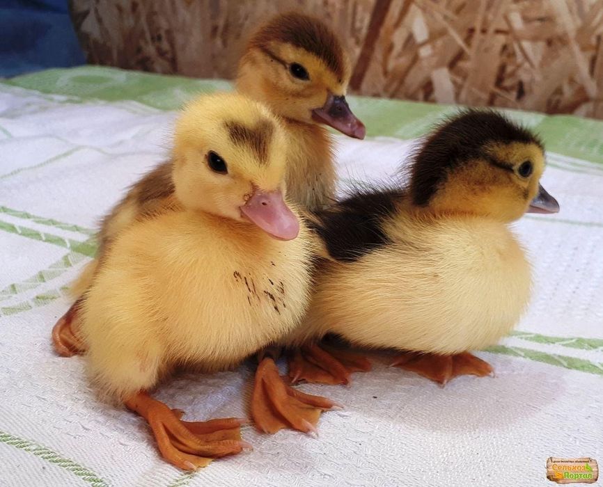 Продам  индоутят , пропоены