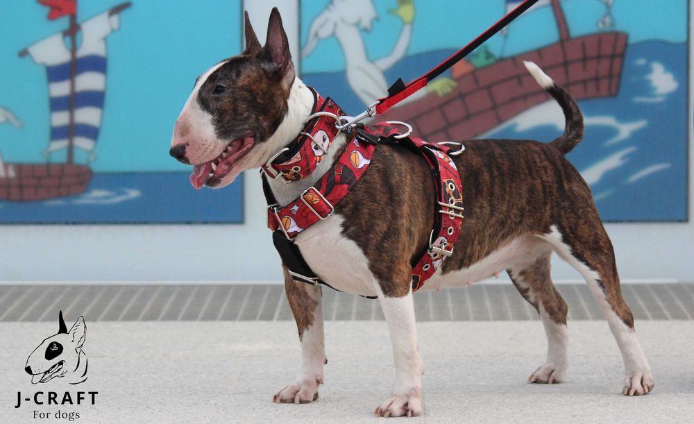 Mocne szelki, obroże i smycze bulterier, pit bull, amstaff - wzory