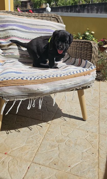 Labrador retriever  Alta qualidade
