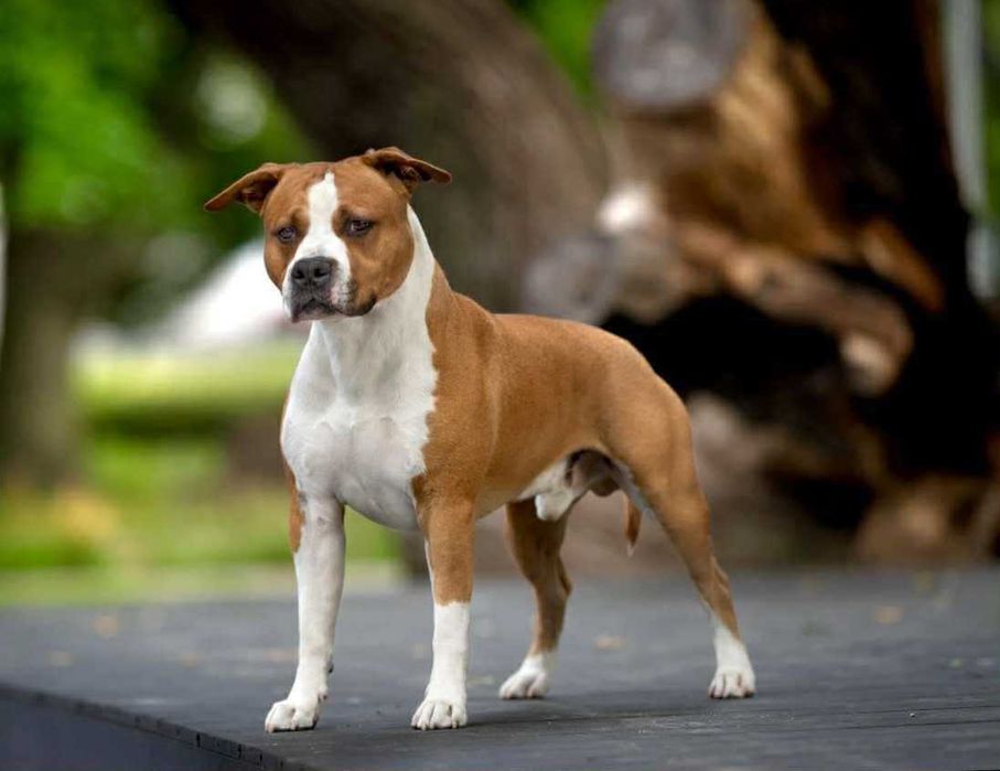 Amstaff rudo-biały. Wyjątkowy, przepiękny samczyk!