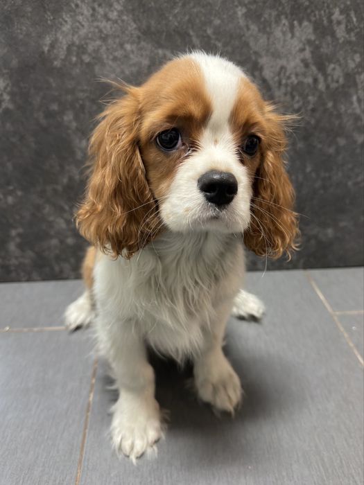 Cavalier King Charles