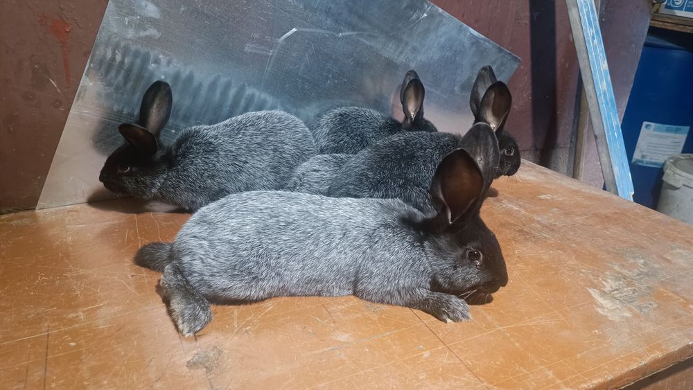 Продам Вагових кролів породи Полтавське Срібло