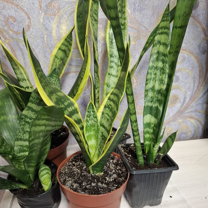 Сансевієрія , сансев'єра 4 сорта