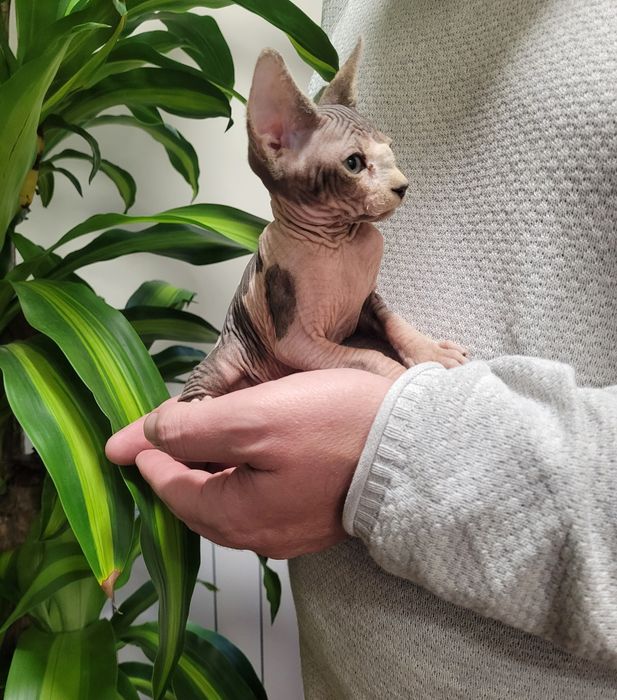 Gatinha sphynx bebé