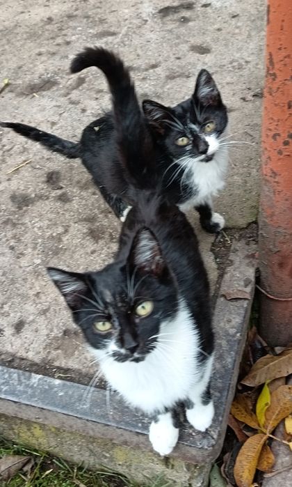 Віддам кошенят в добрі руки