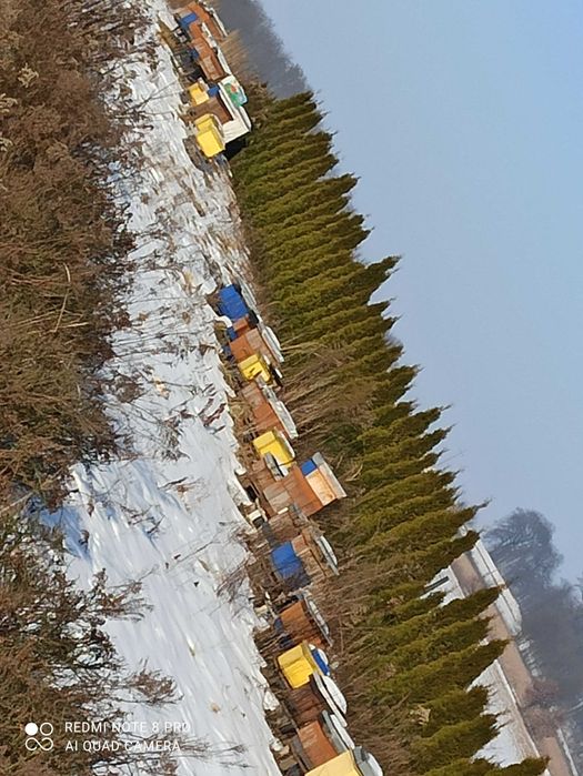 Sprzedam rodziny pszczele