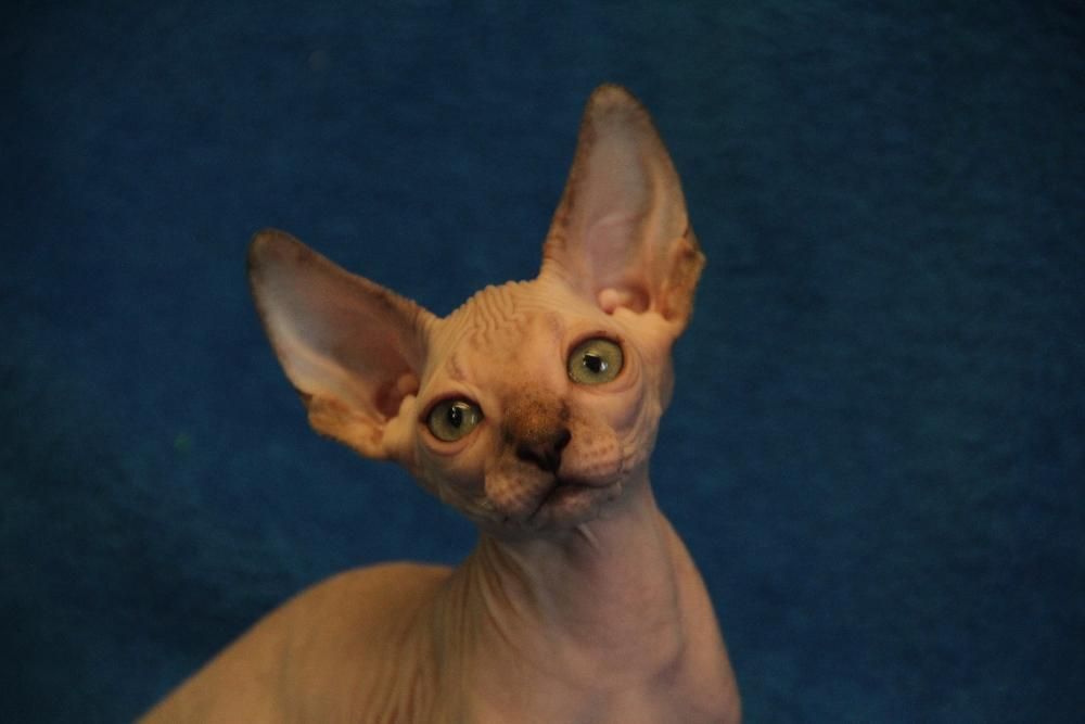 Котята канадских сфинксов белых,редовых,черных окрасов