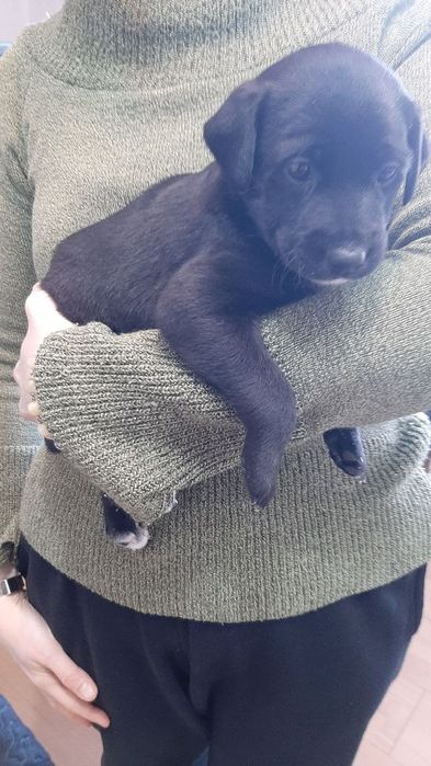 Pies suczka szczeniak  do oddania