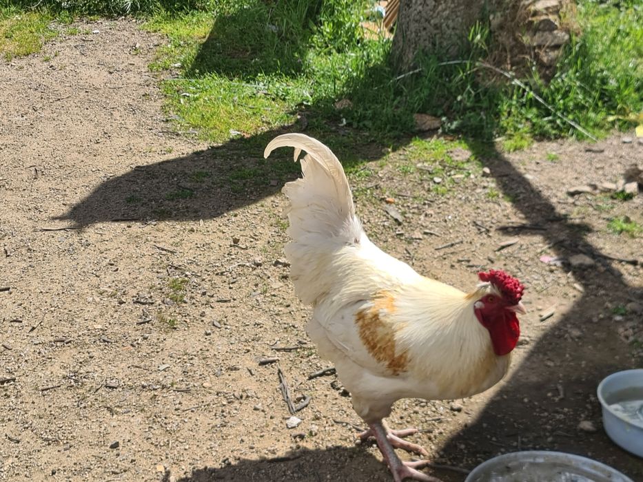 Galos  brancos para venda