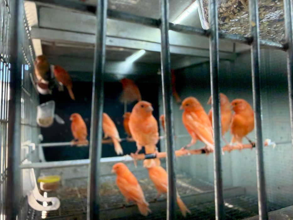 Canários novos e reprodutores
