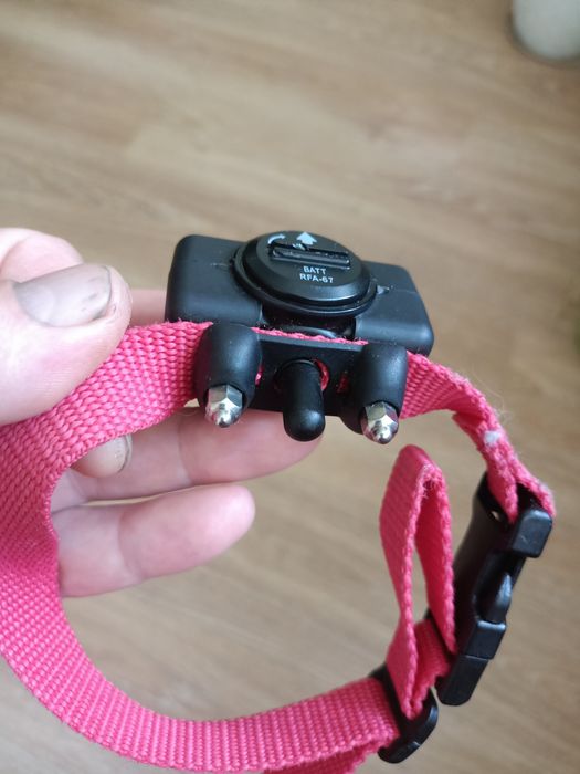 Електронний ощейник