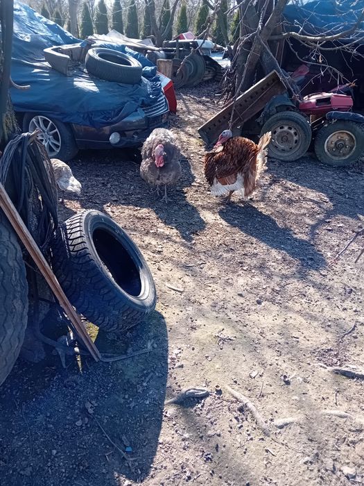 Indor 1  z 2  czrwony i siwy