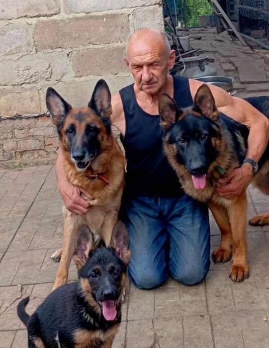 Щенки нем овчарки с родословной.