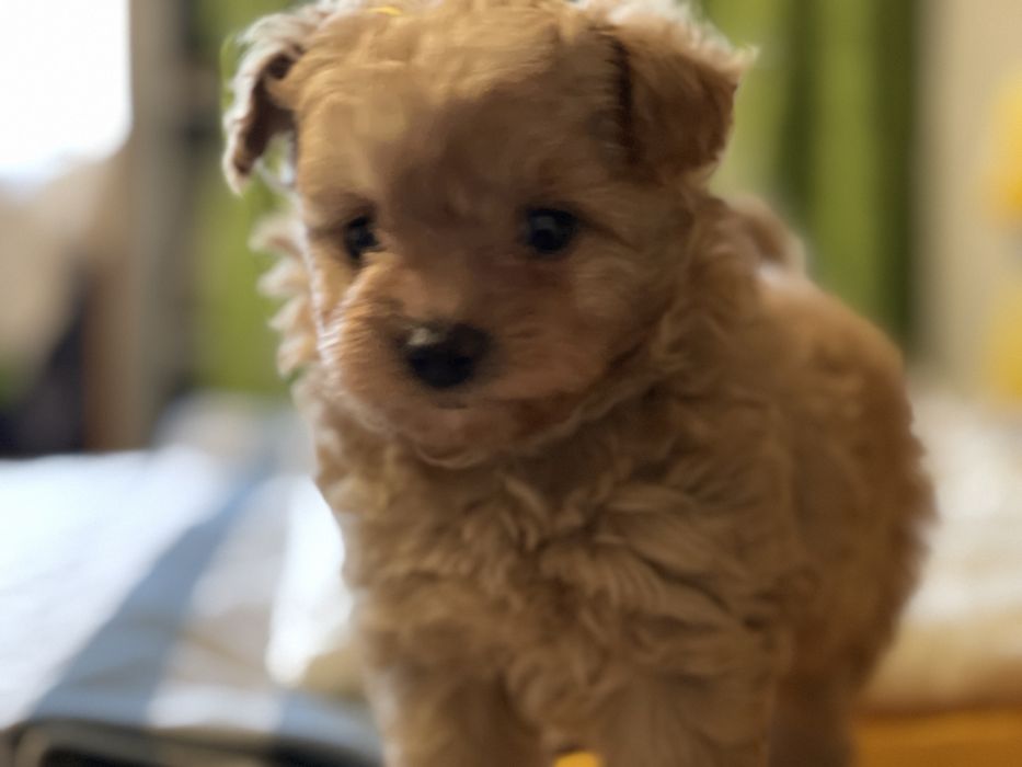 Цуцики помапу карамель