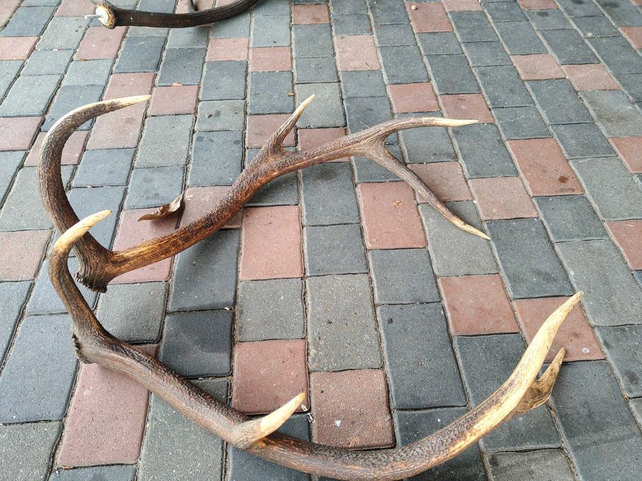 Poroże Rogi Zrzuty 10.2 kg